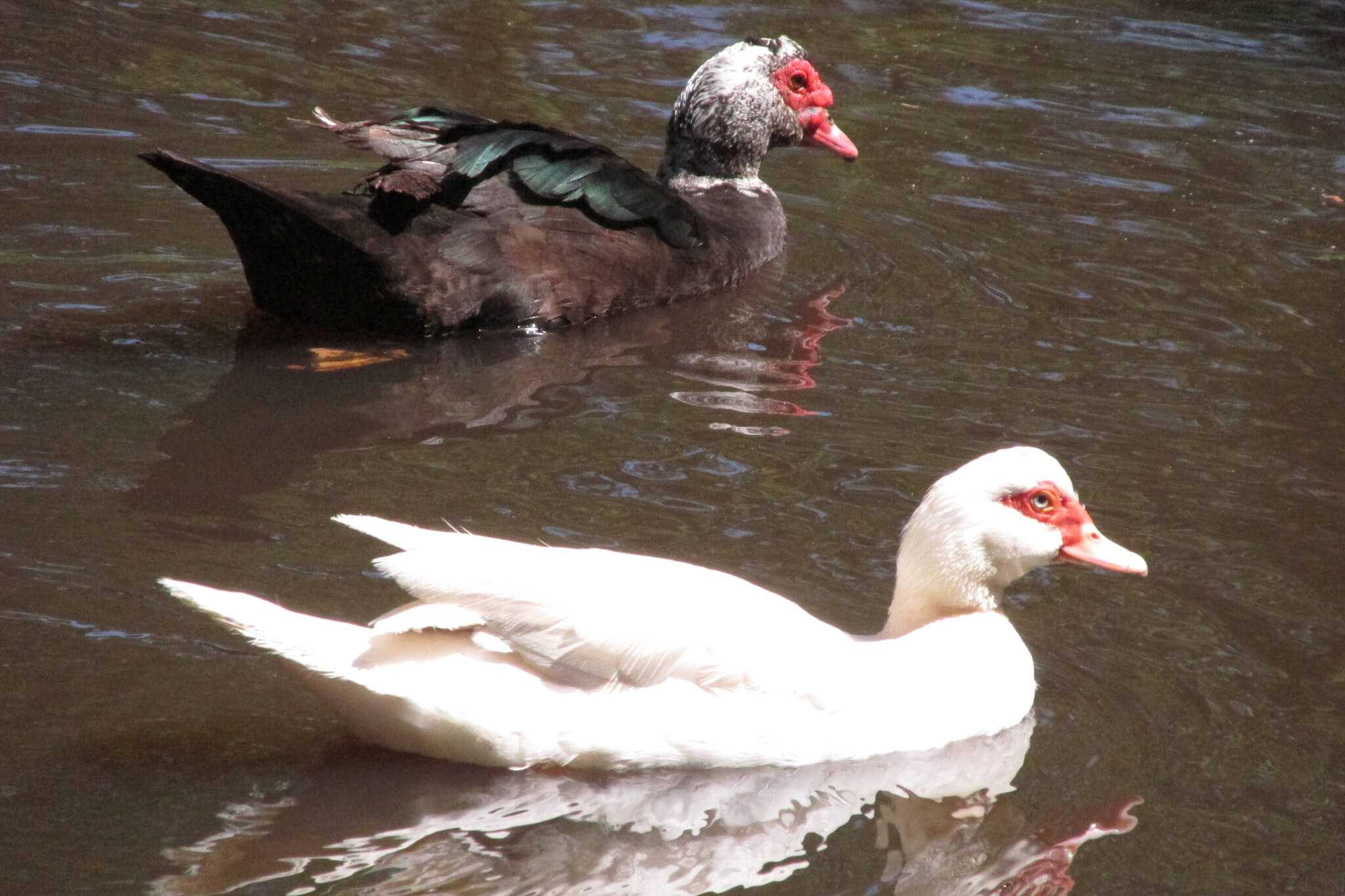 male and female muscovy duck