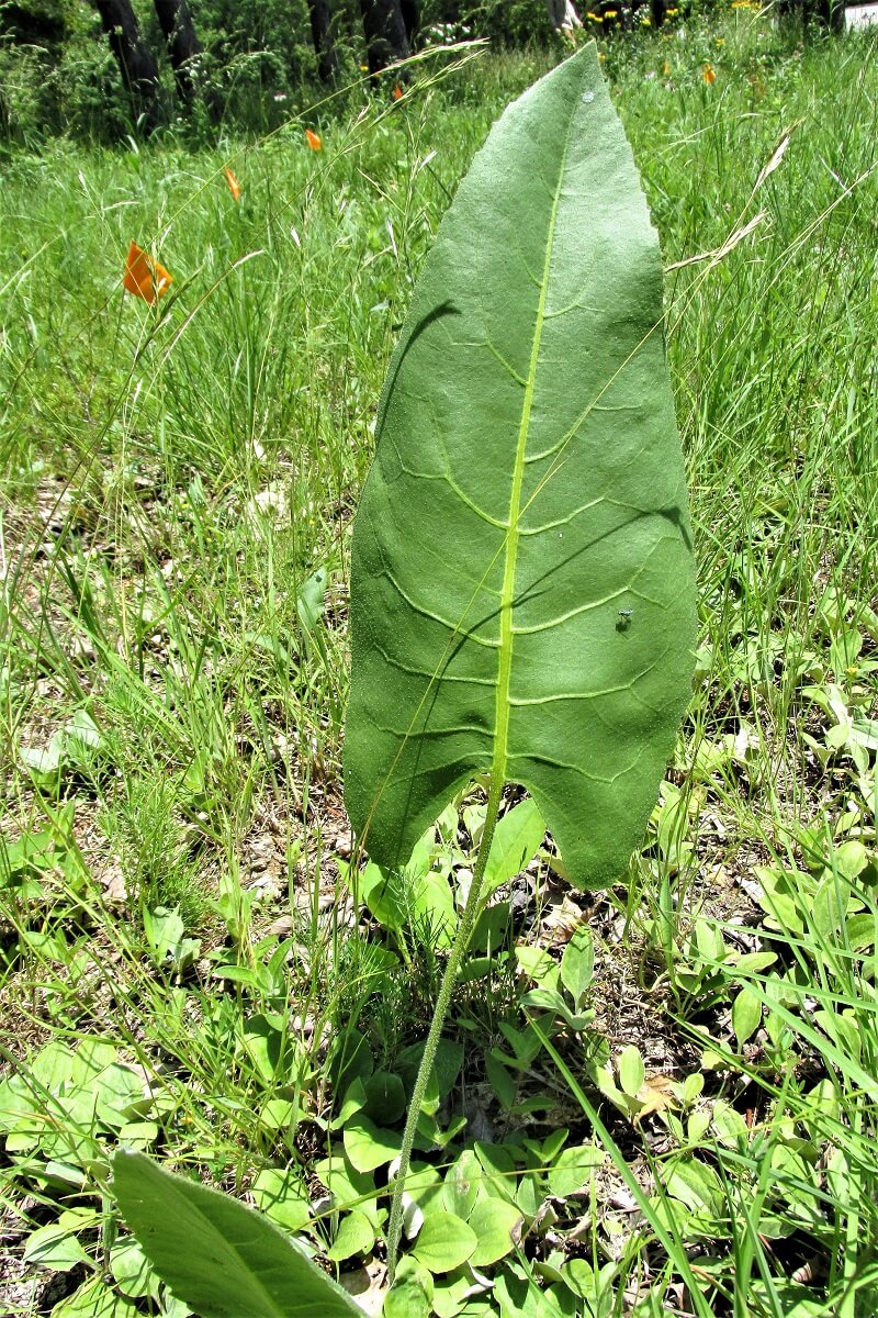 prairie dock leaf