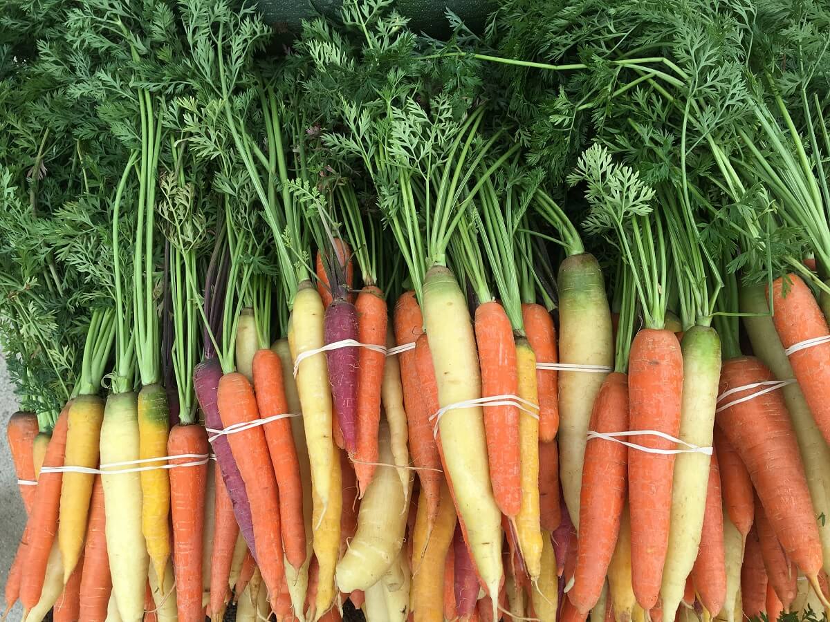 multi colored carrots