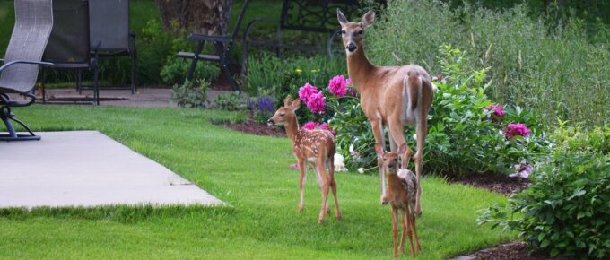 deers in the garden
