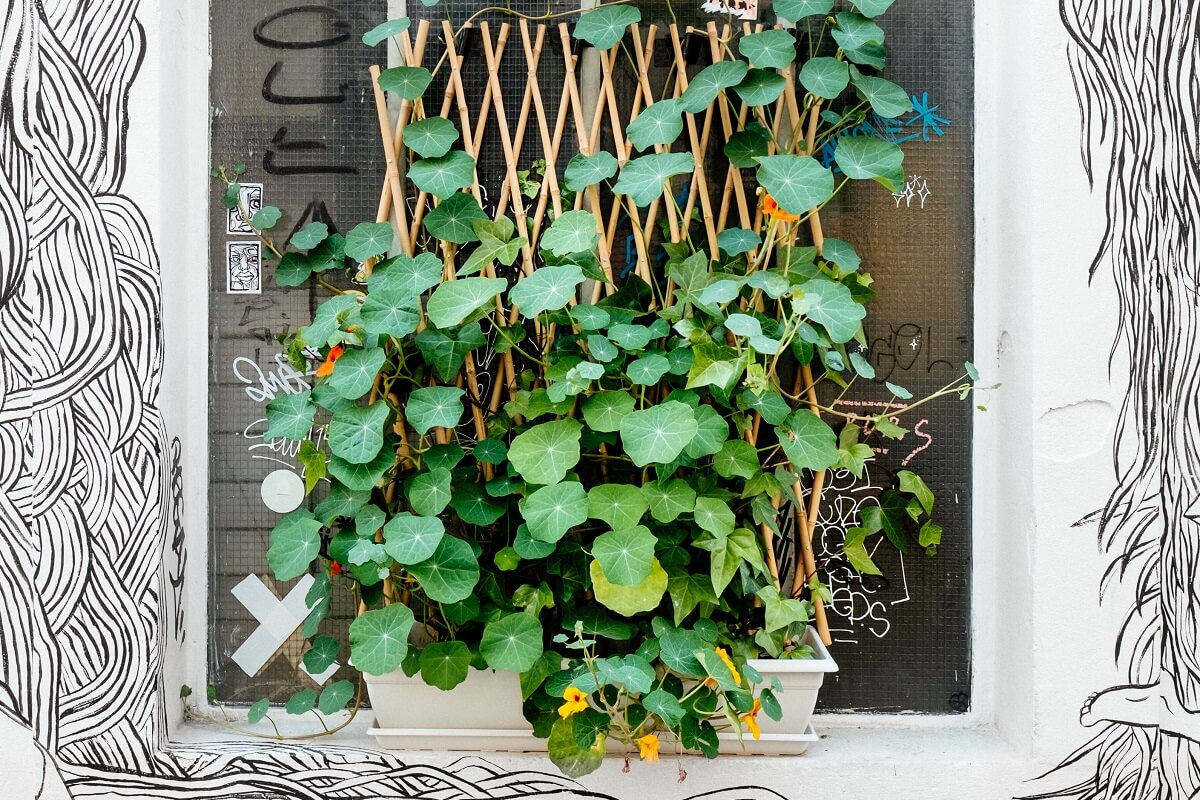 trellis plant on wall