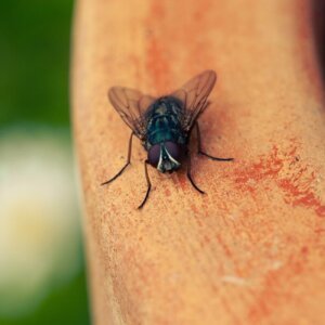 close up photo of fly
