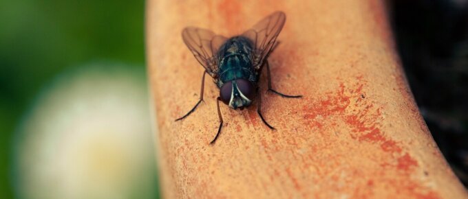 close up photo of fly