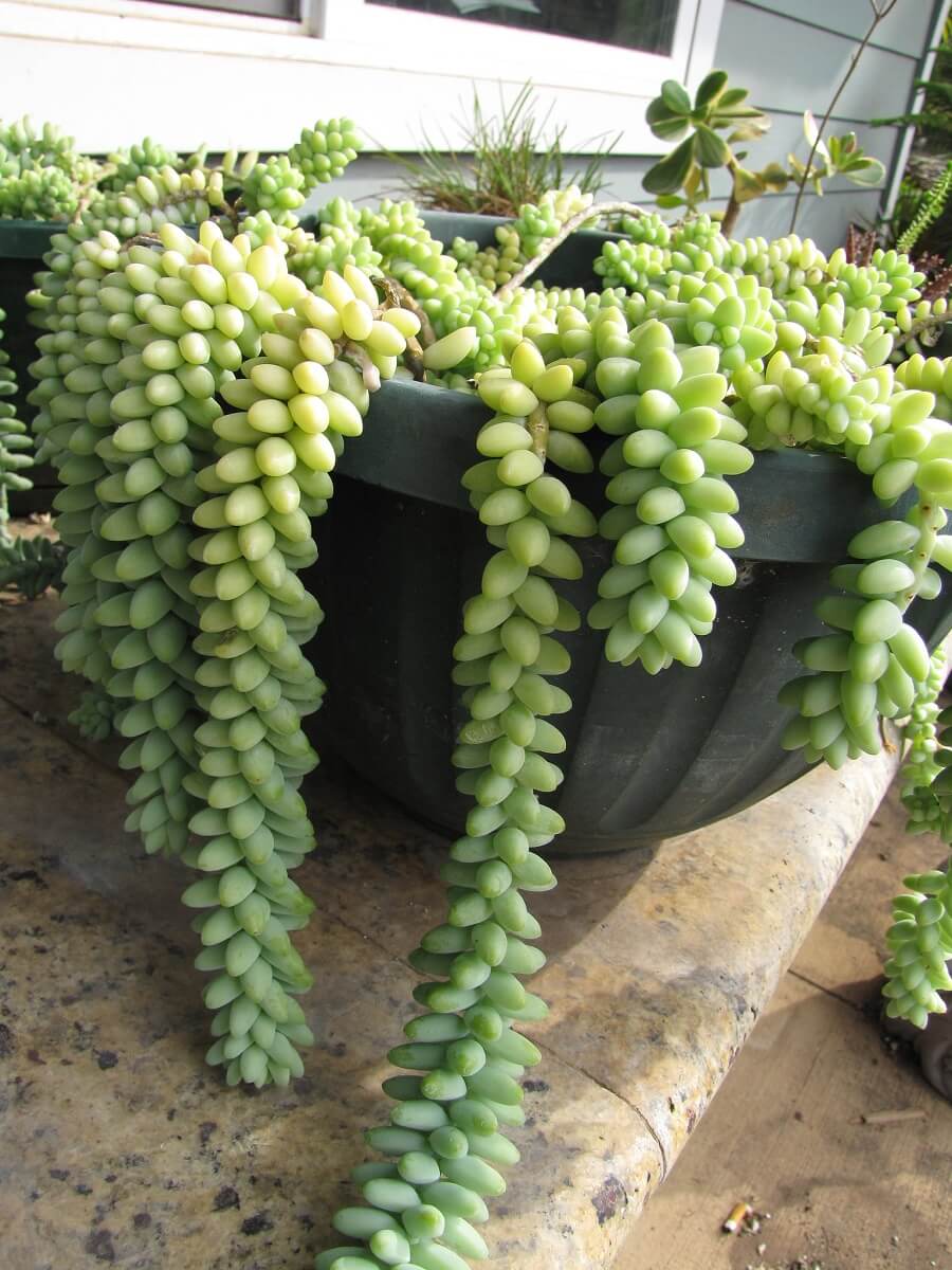 donkey tail succulent