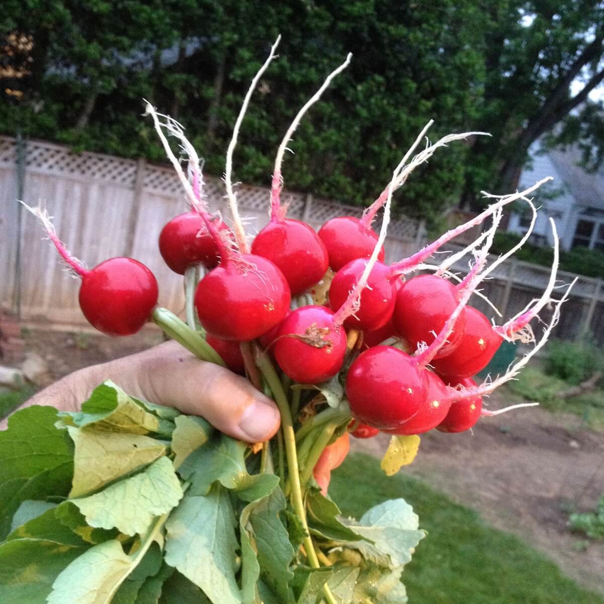 handful of radishes