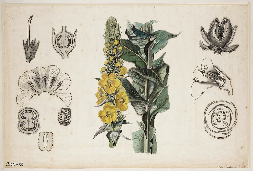 illustration of mullein plant