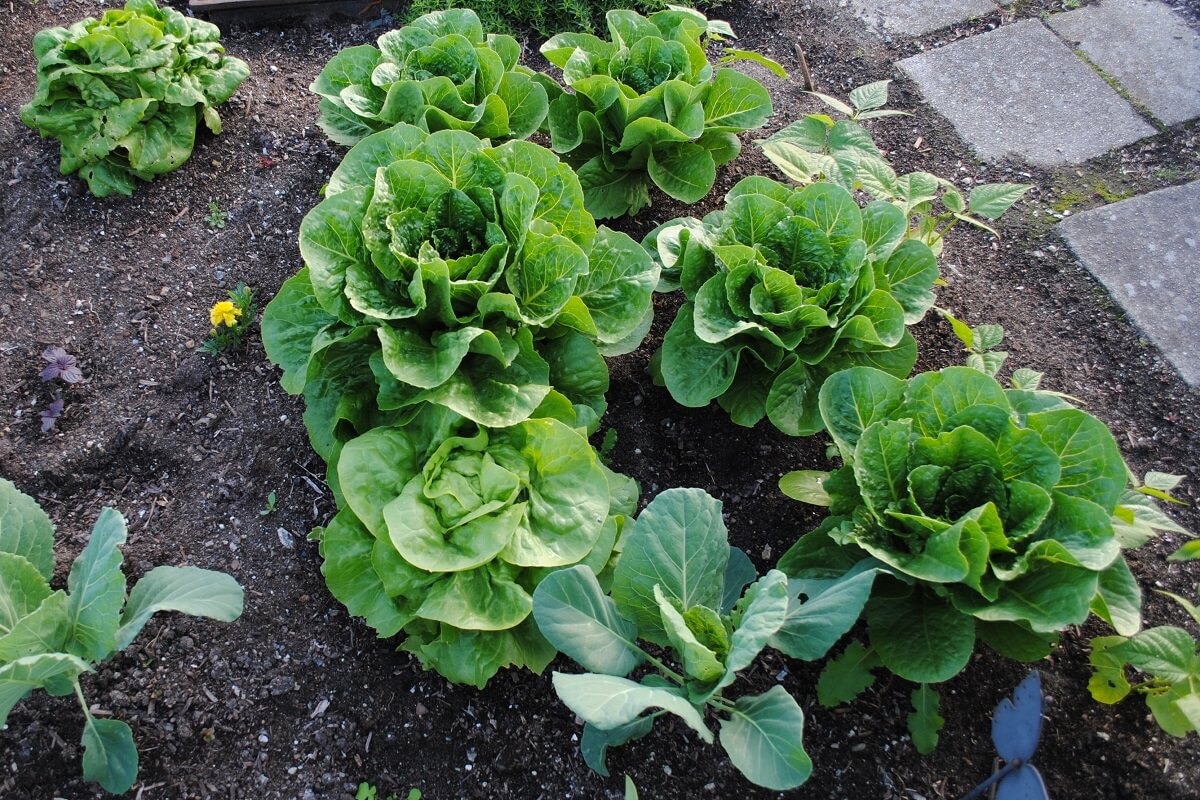 letttuce in garden