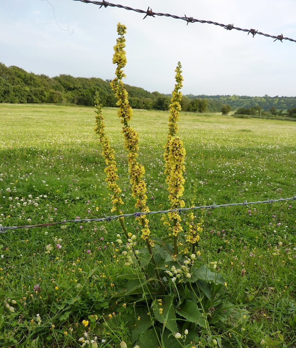 mullein on the fence line