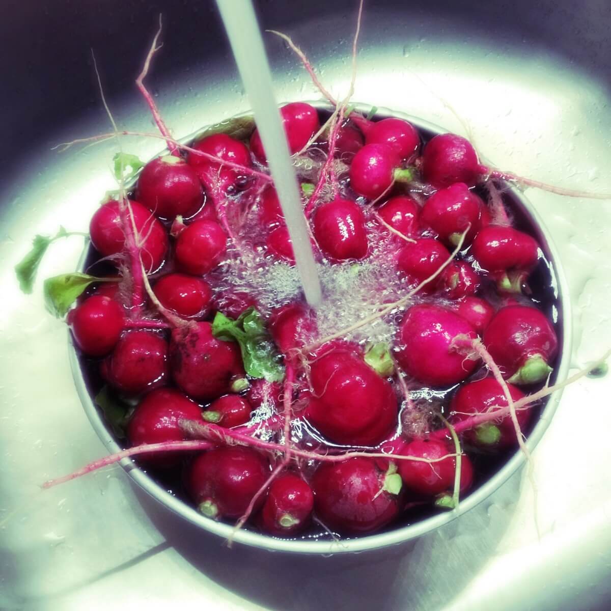 rinsing radishes