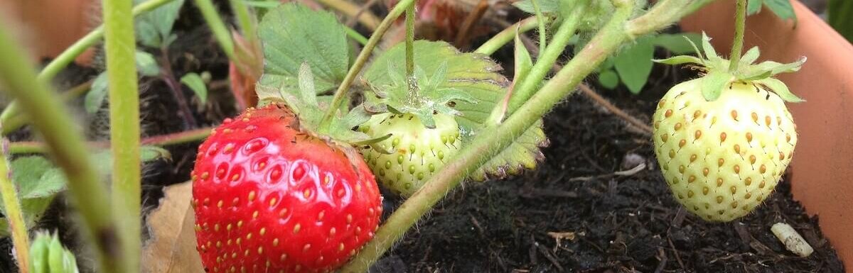 strawberry in planter