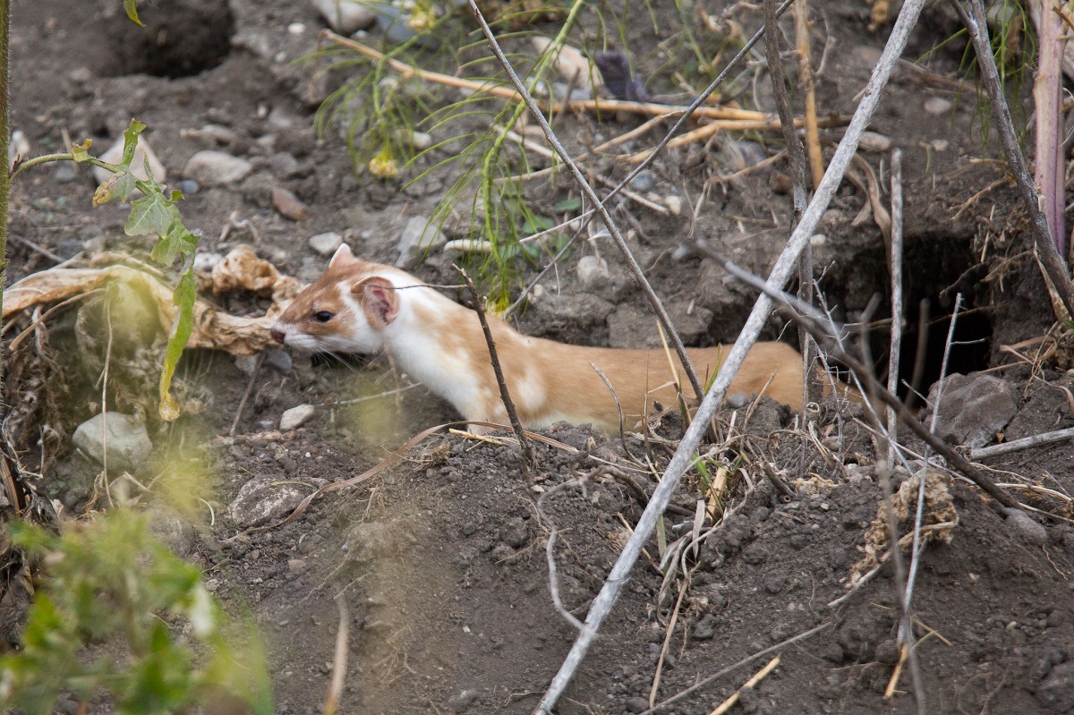 weasel burrowing