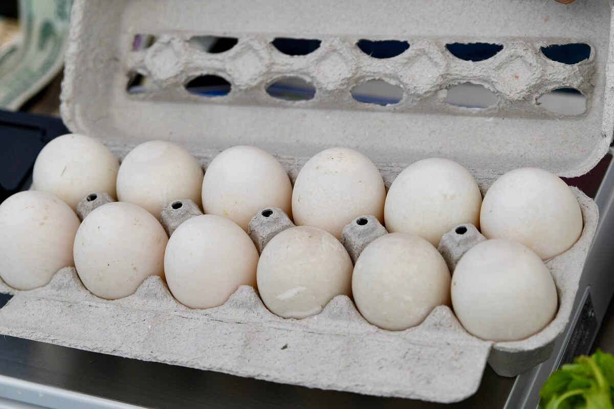 duck eggs in carton