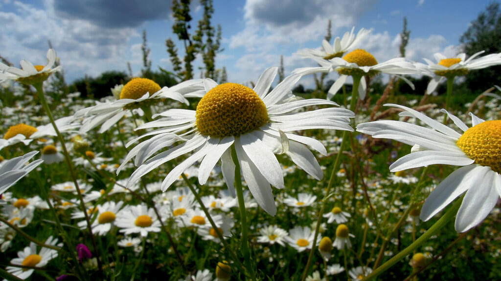 chamomile ground cover