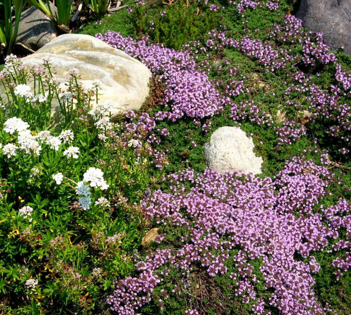 creeping thyme ground cover