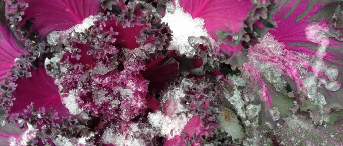 frosted purple kale