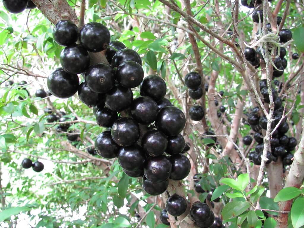 grapes on brazilian tree