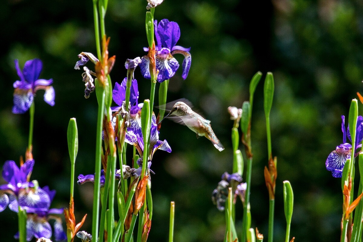iris and hummingbird