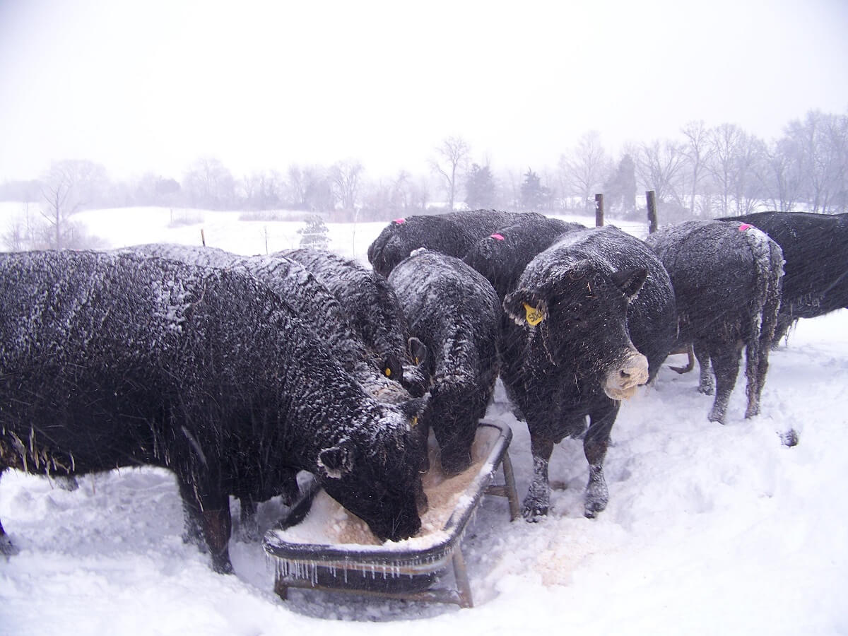 winter cows
