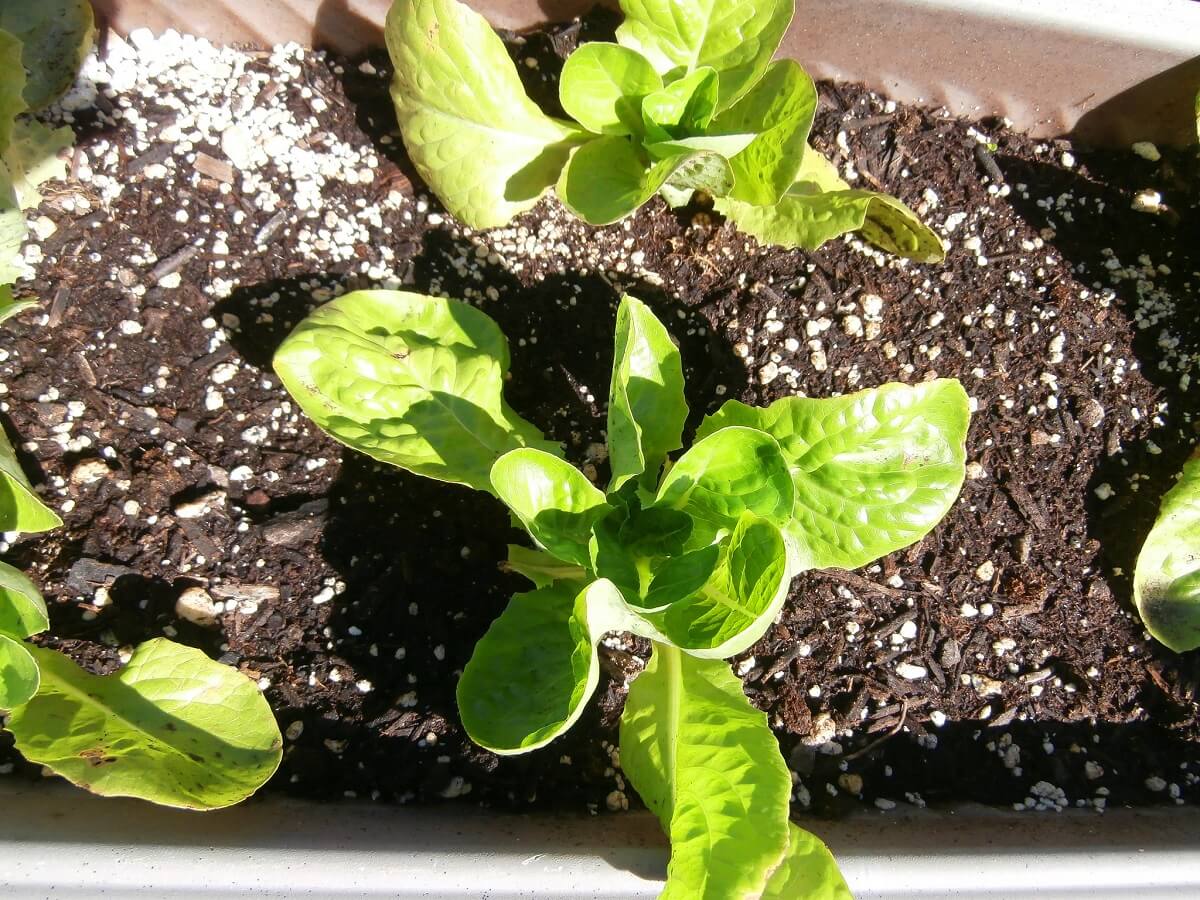 lettuce growing indoors