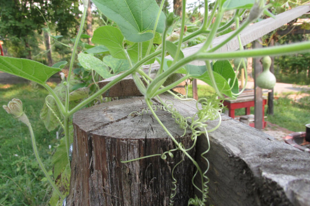 gourd growing and climbing