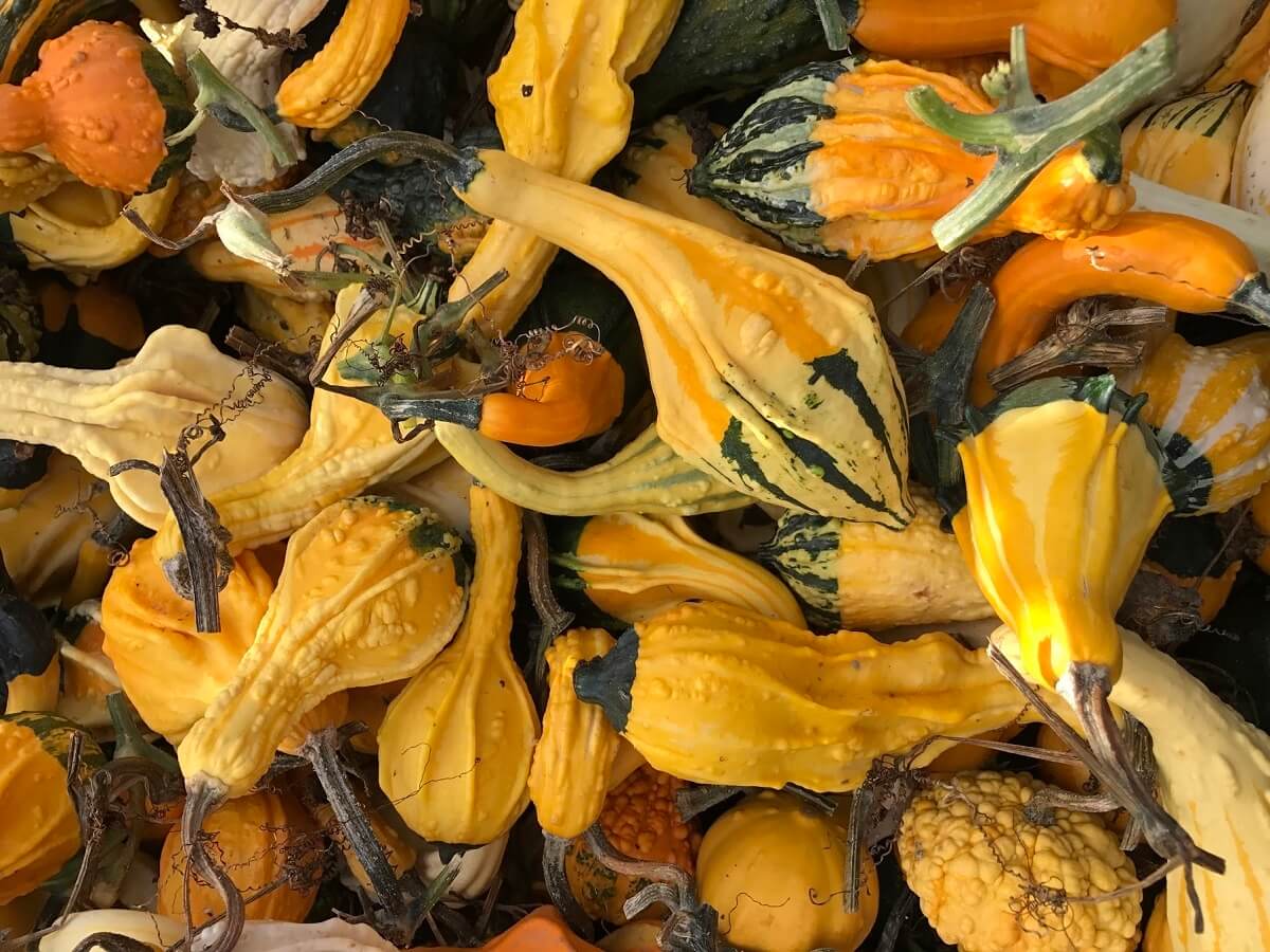 ornamental gourds