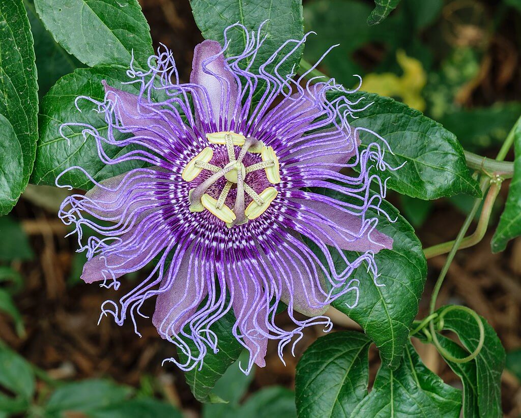 purple passionflower up close