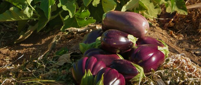 eggplant in field