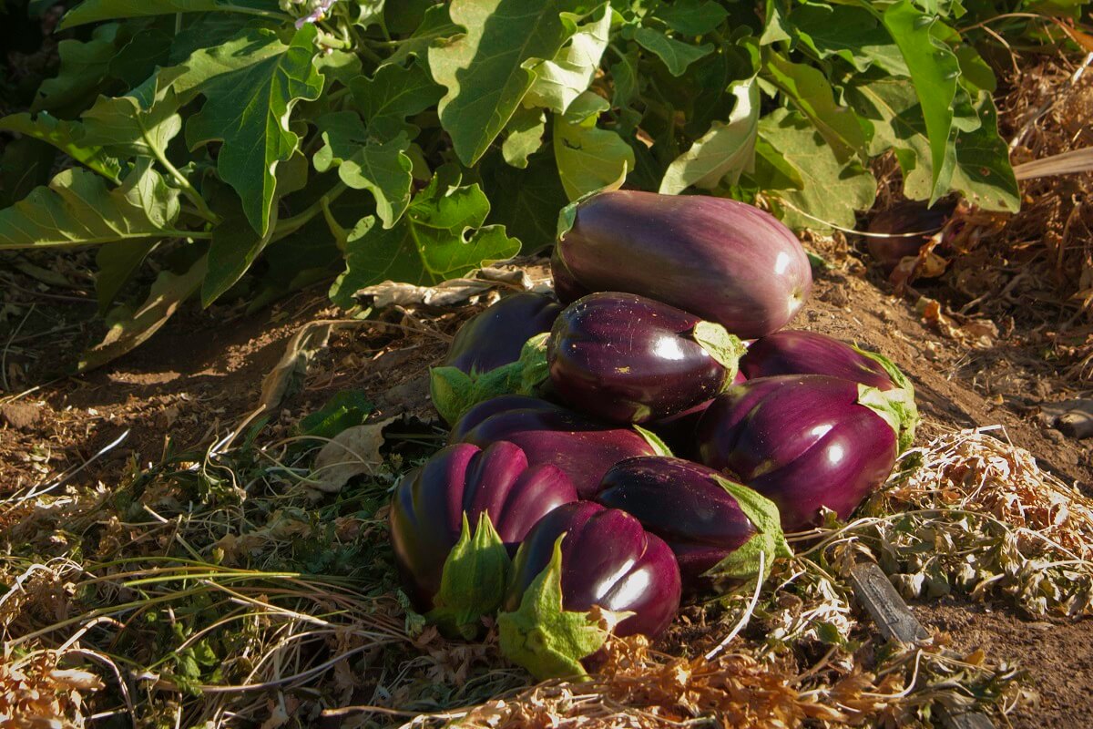 eggplant in field