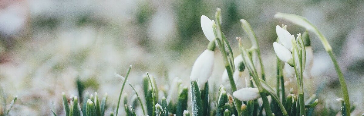 snowdrop flowers covered in frost