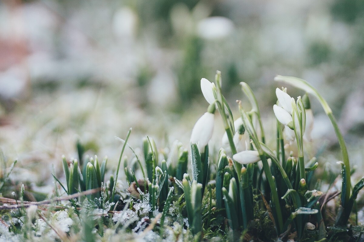 snowdrop flowers covered in frost