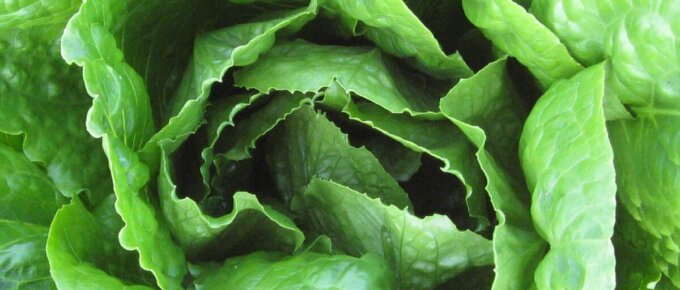 lettuce up close