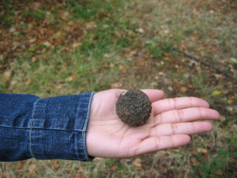 person holding truffle