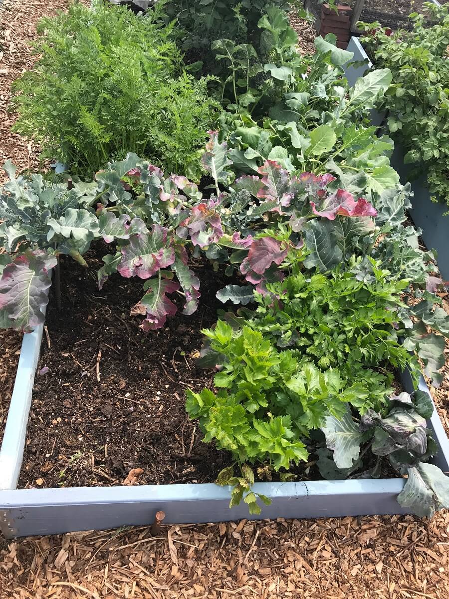 lettuce garden bed