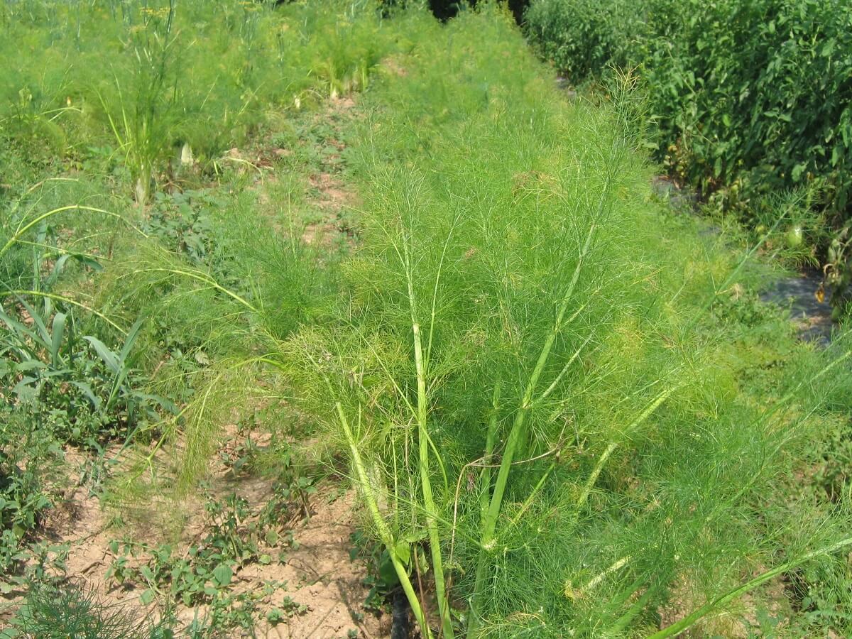 fennel plant