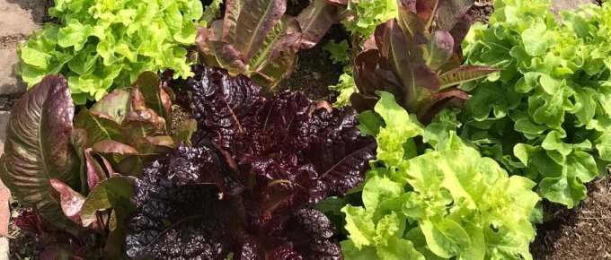 lettuce varieties in garden