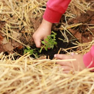 person planting in straw