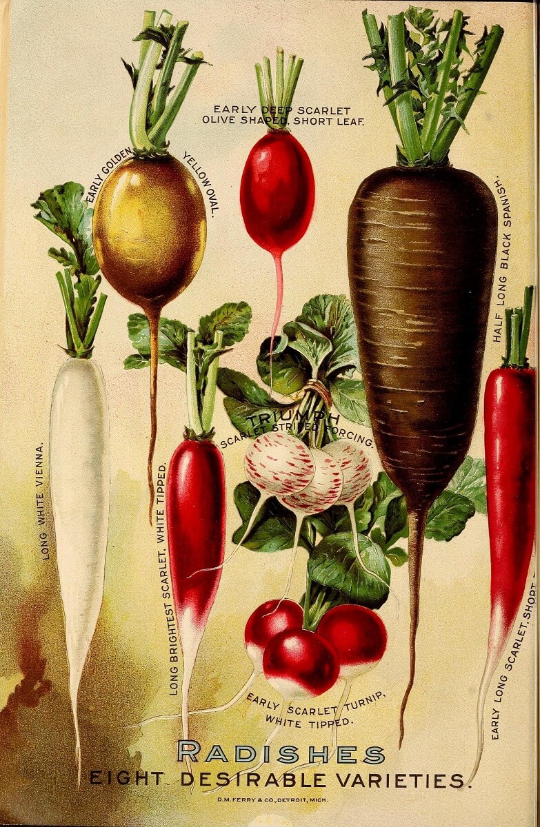 radish varieties