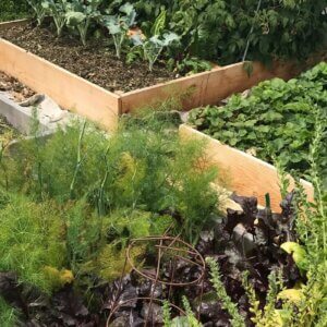 vegetable garden beds