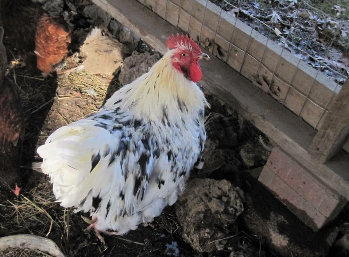 orpington rooster in molt