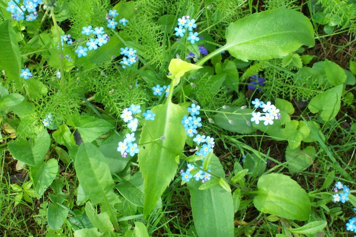 Homestead Stories: Forget-Me-Not Flowers • Insteading