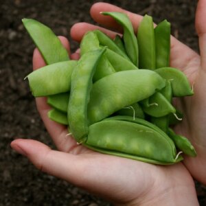 person holding peas