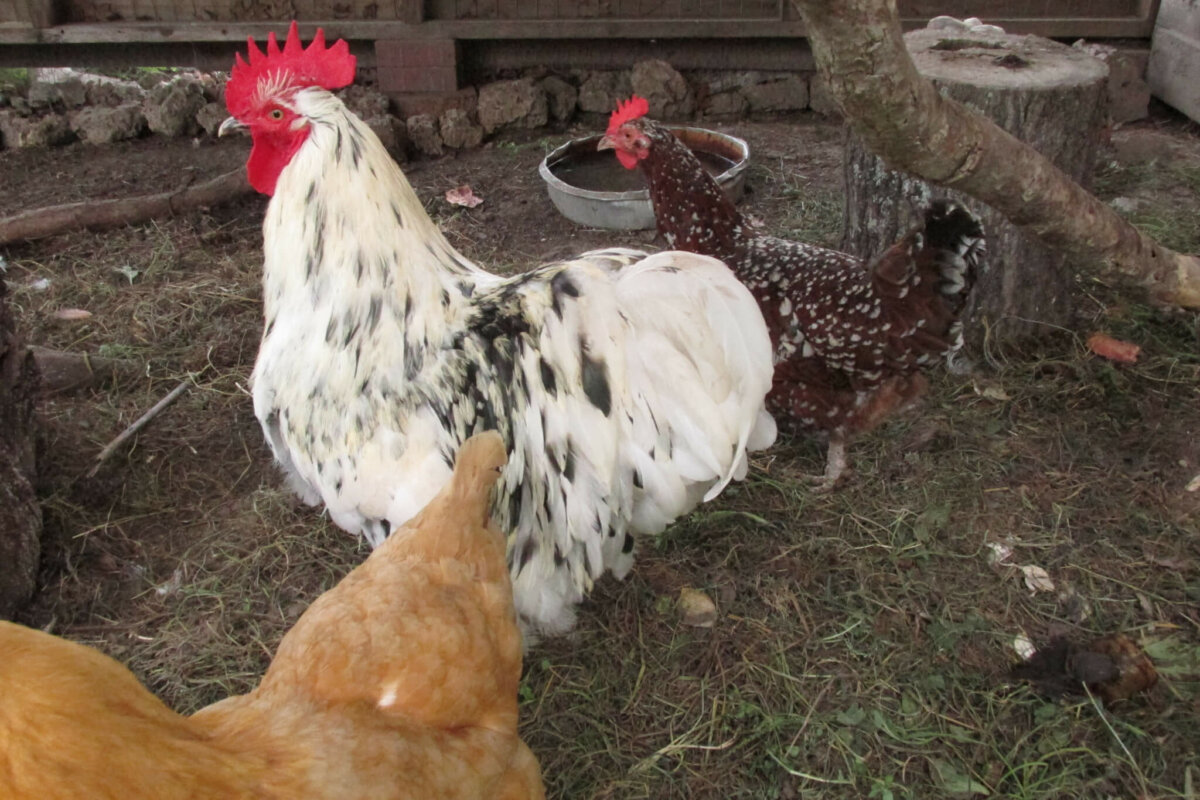 Chicken Molting: What It Is And What To Expect • Insteading
