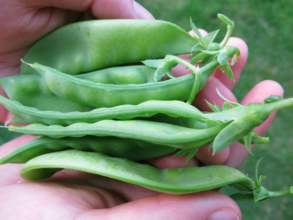 sugar peas