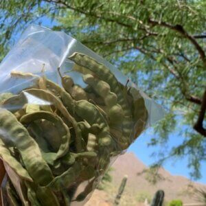 collected mesquite beans