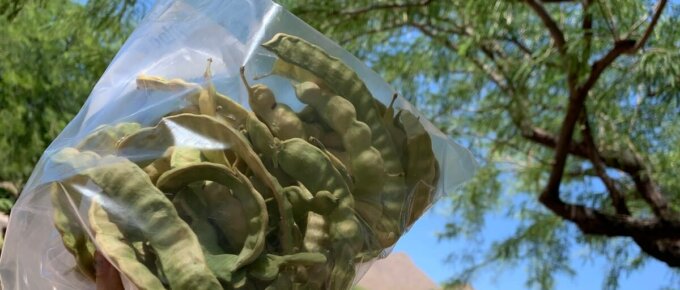 collected mesquite beans