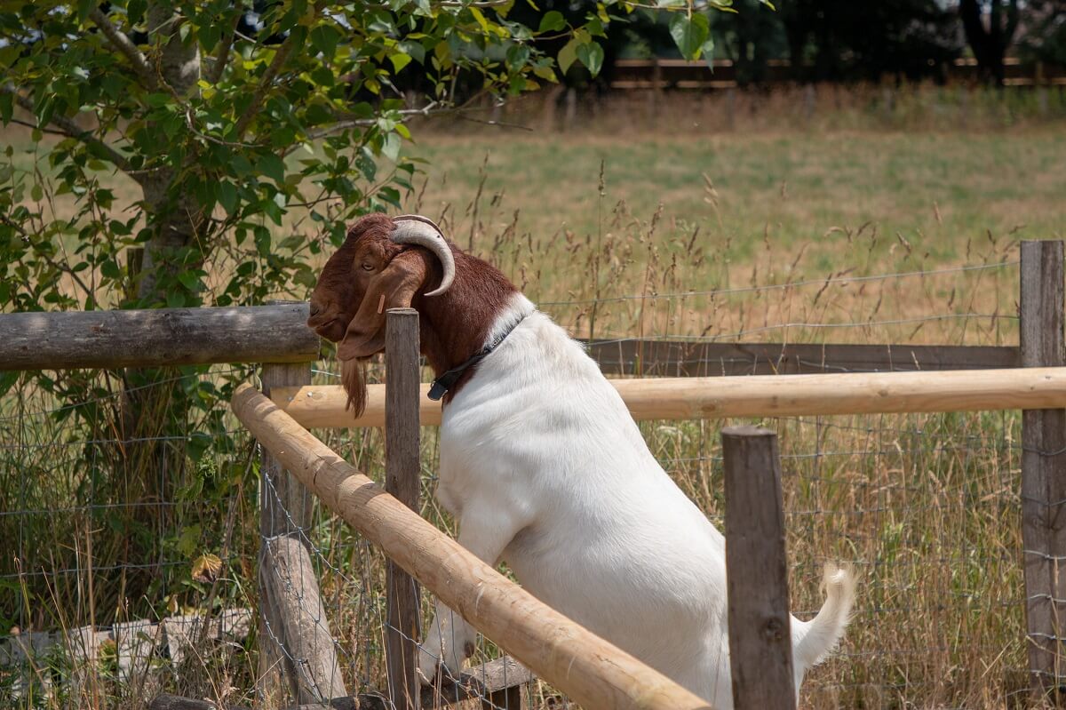 boer goat on fence