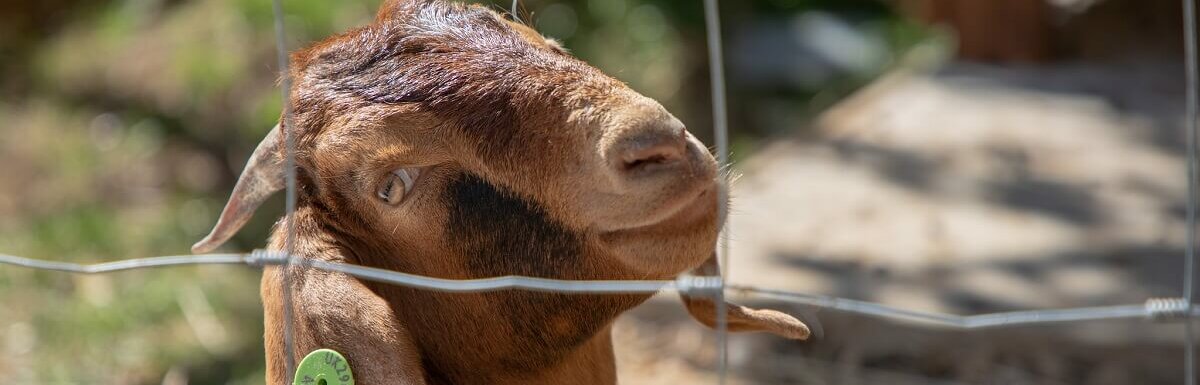 boer goats