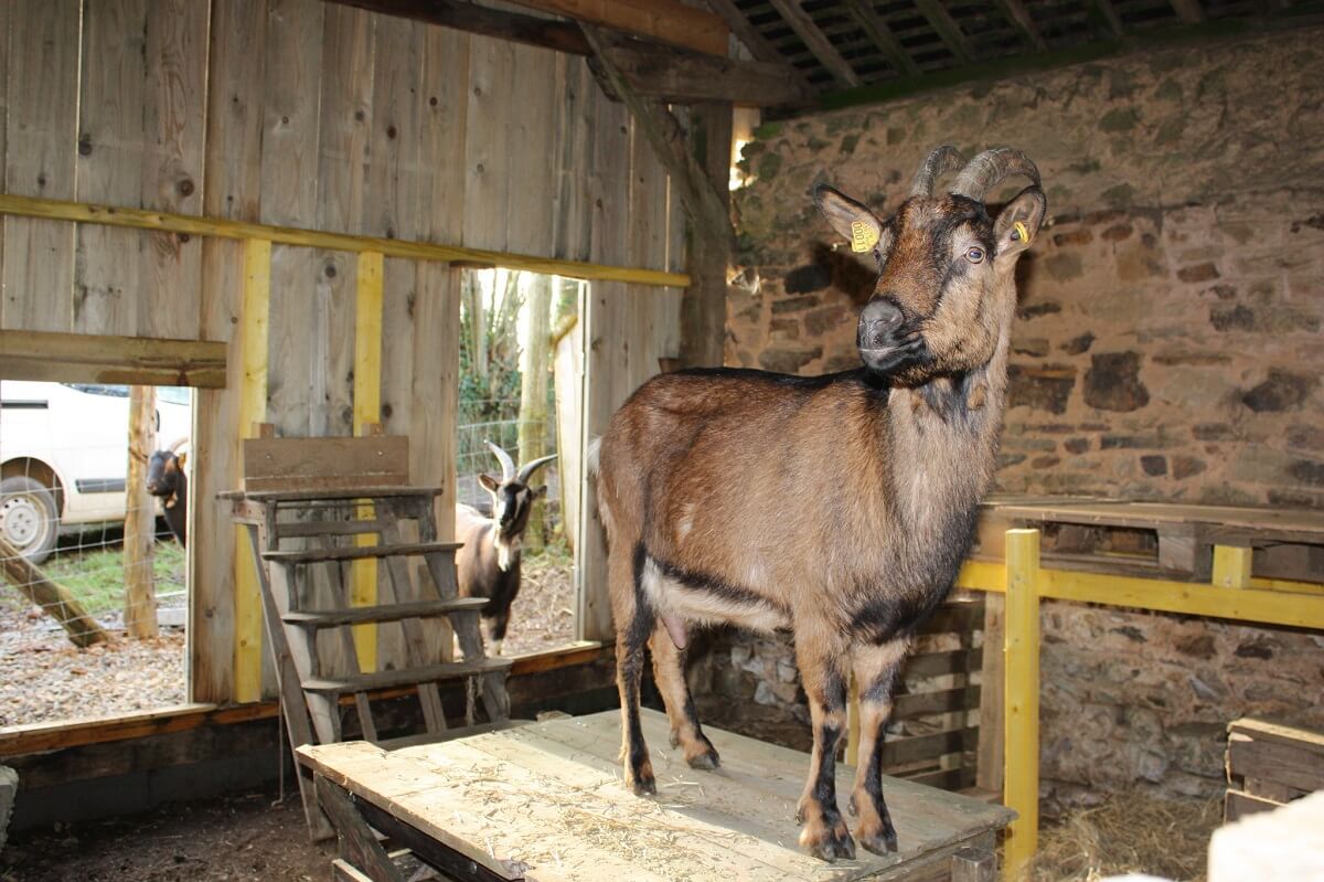 goat shelter