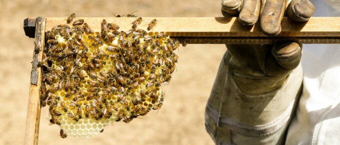 how honey is made