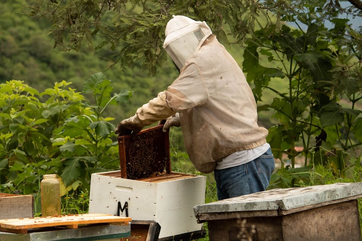 beekeeper harvesting honey